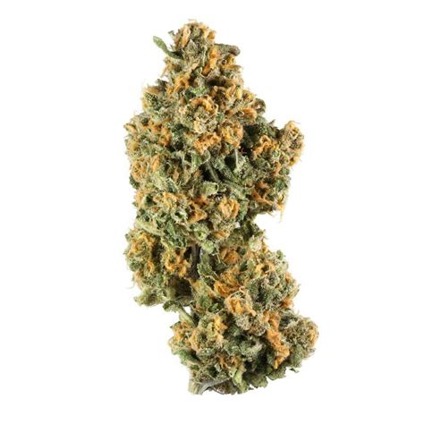 This strain has a sweet and sour cherry flavor with hints of chocolate and coffee. . Cherry burger strain